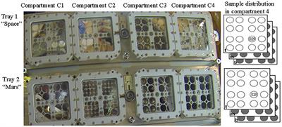 Enabling deep-space experimentations on cyanobacteria by monitoring cell division resumption in dried Chroococcidiopsis sp. 029 with accumulated DNA damage